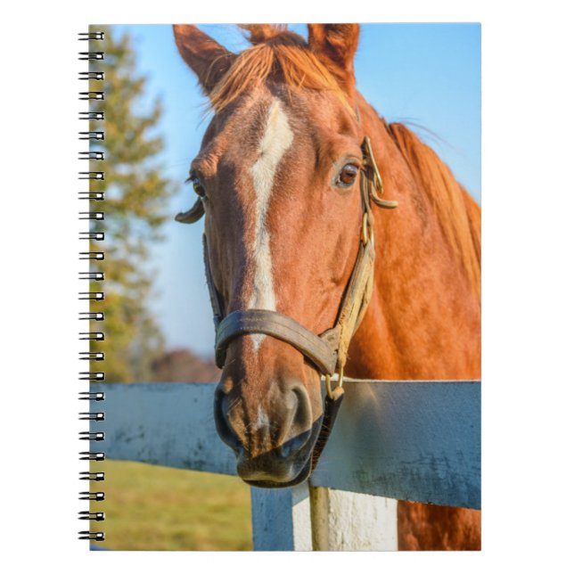 Twilight Rose | Thoroughbred Race Horse Notebook (Front)