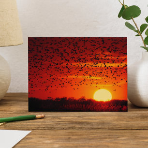 Twilight Soar of Blackbirds at Quivira Postcard
