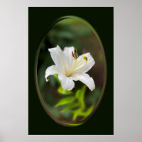 Twilight white lily
