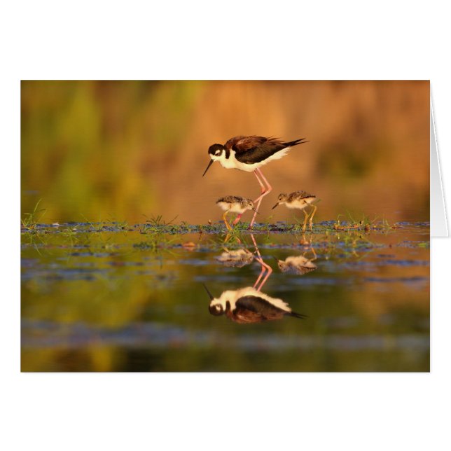 Twin black-necked Stilts (Front Horizontal)