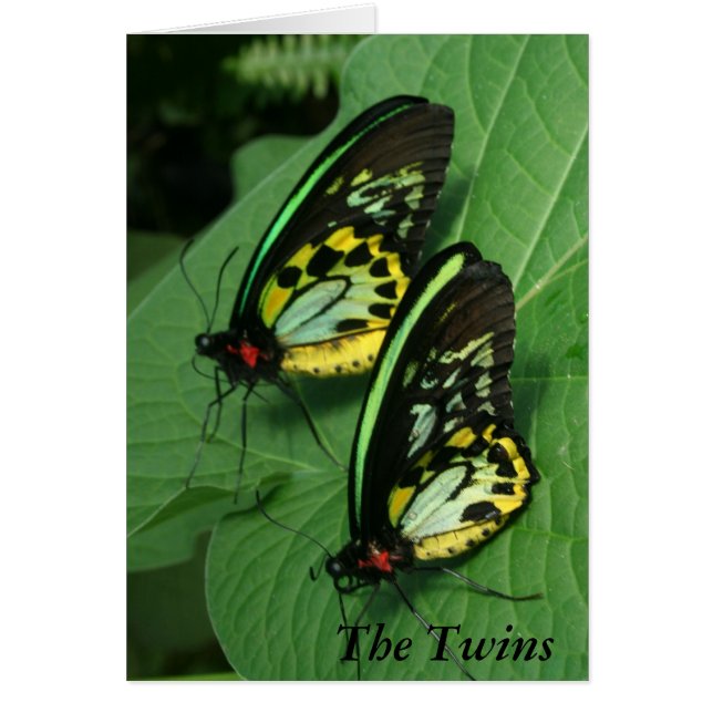 Twin Butterflies Card (Front)