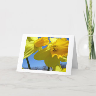 twin daffodils holiday card