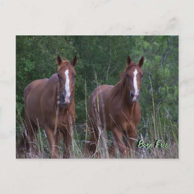 Twin Horses - Born Free Postcard (Front)