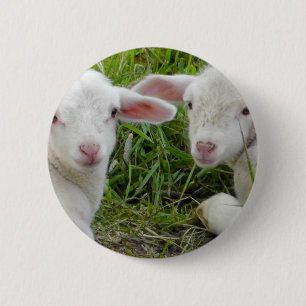 Twin Lamb Baby Animal Thinking Of You 2 Inch Round Button