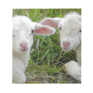 Twin Lamb Baby Animal Thinking Of You Notepad