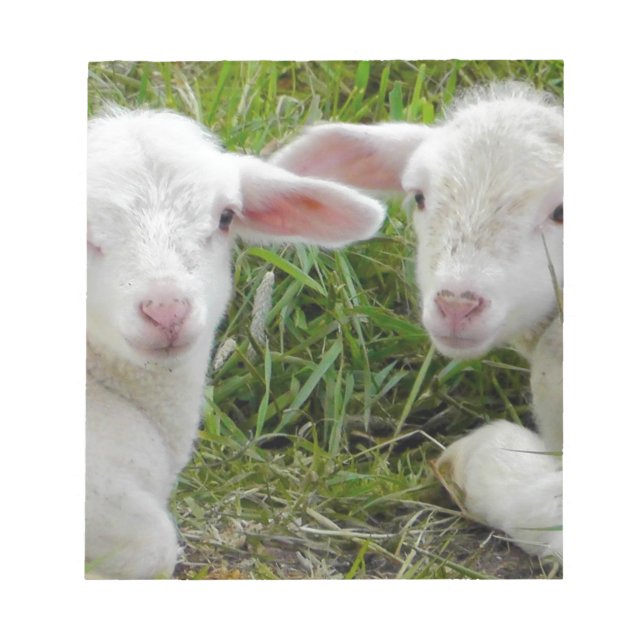 Twin Lamb Baby Animal Thinking Of You Notepad (Front)