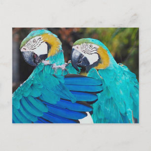 Twin Parrott Postcard