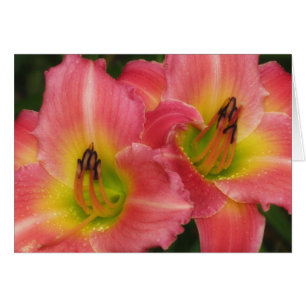 Twin Pinks - Pink Vogue Daylilies