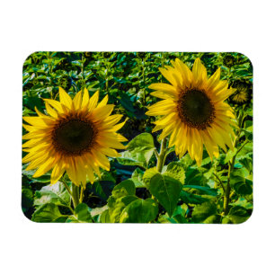 Twin Sunflowers Magnet
