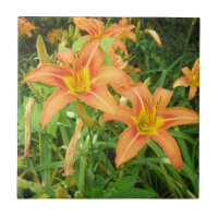 Twin Tiger Lilies