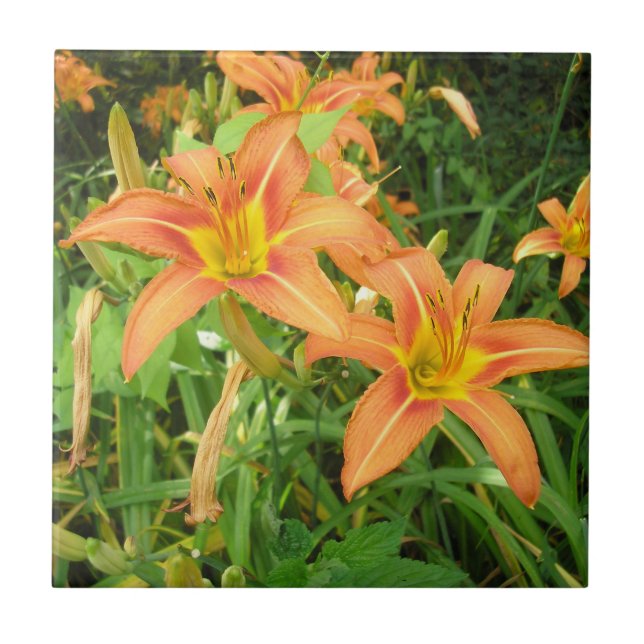 Twin Tiger Lilies Tile (Front)