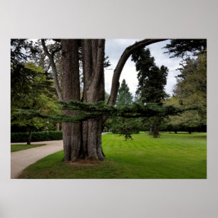 twin trees poster