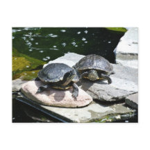 Twin Turtles -