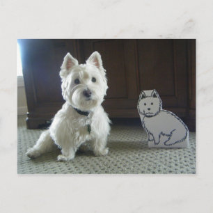Twin Westies Photo Postcard
