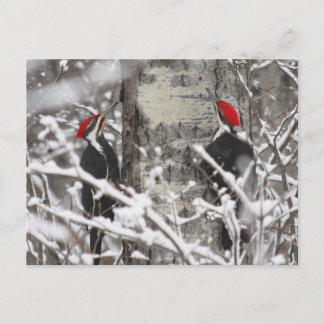 Twin Woodpeckers - Postcard