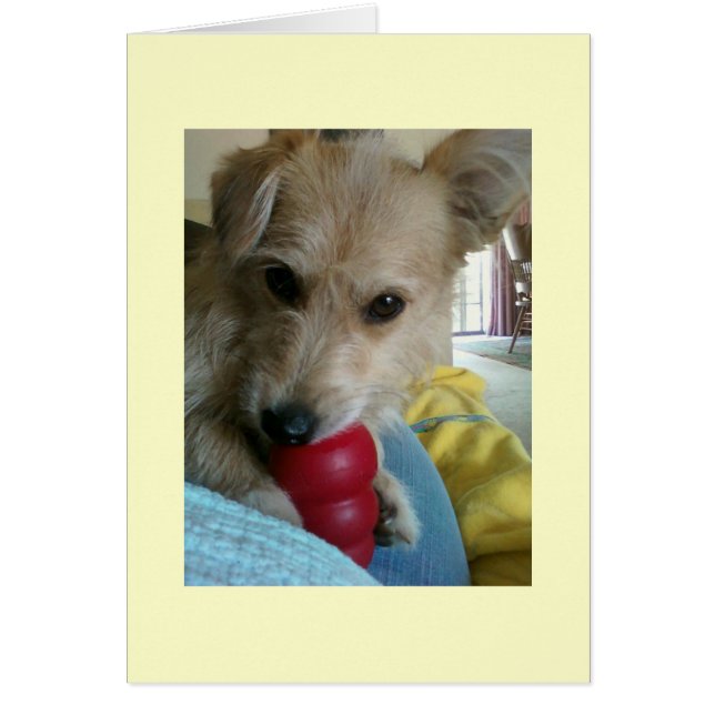 Twinkie the Wonder Dog (Front)