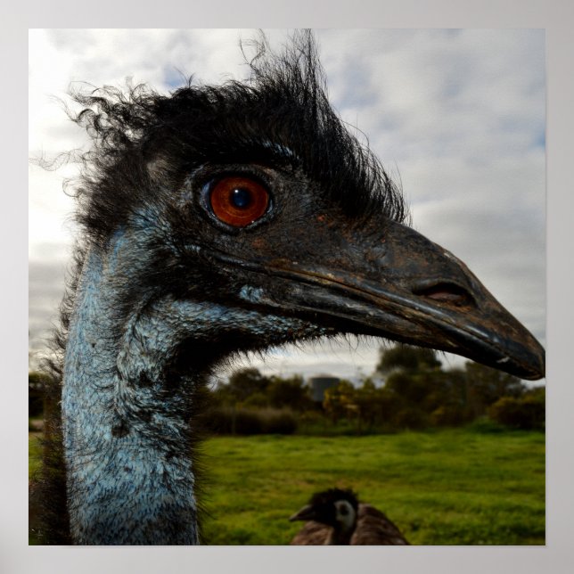 "Twinkle in the Eye: An Emu’s Curious Gaze" Poster (Front)