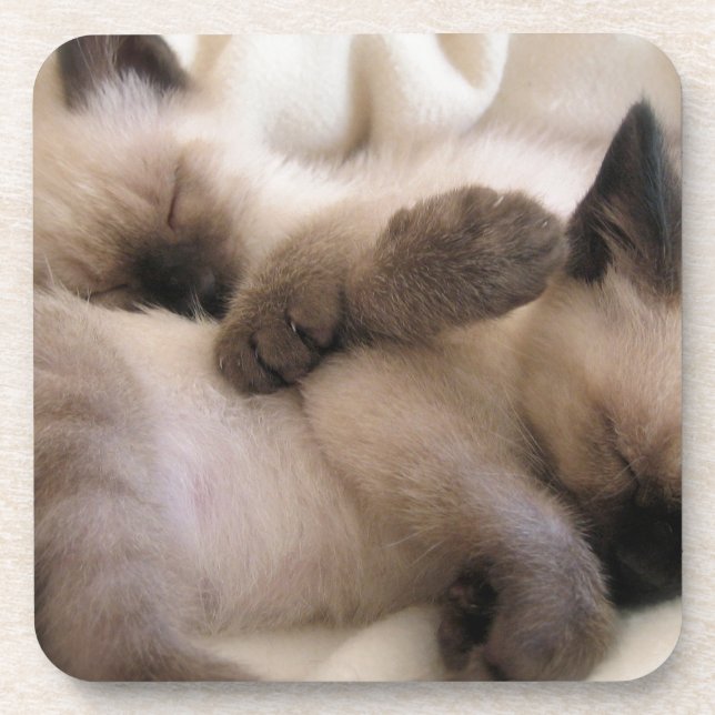 Twins Pet Cat Cute Siamese Kitten Coaster (Front)