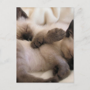 Twins Pet Cat Cute Siamese Kitten Postcard