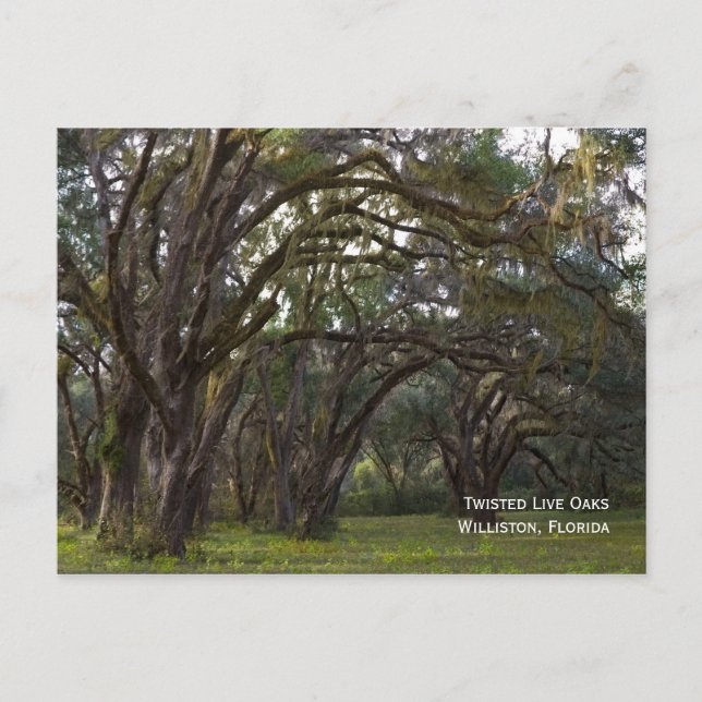 Twisted Live Oaks Postcard (Front)