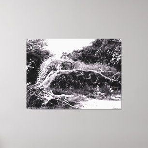 Twisted Tree at Forest Edge Canvas Print