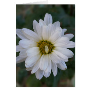 twisted white petal