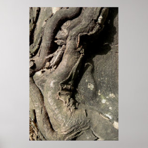 Twisty Tree Bark Poster