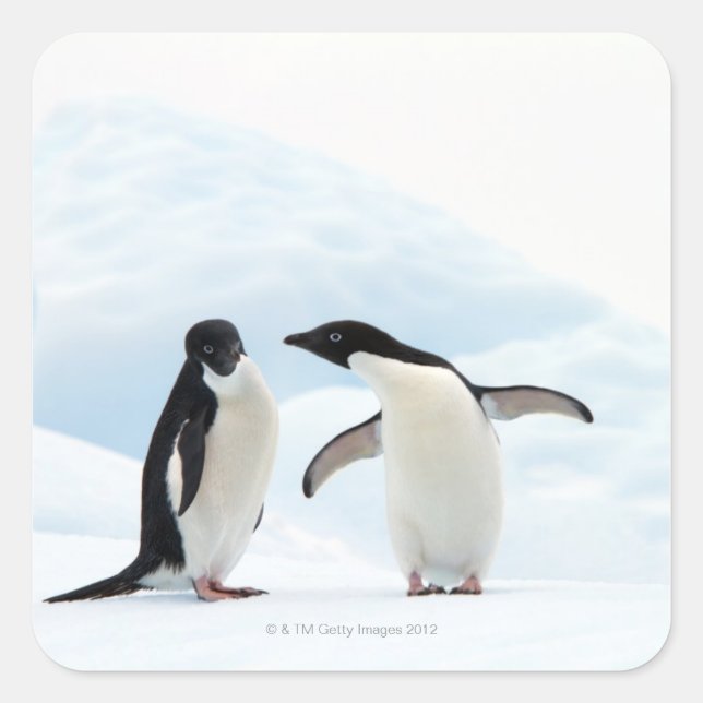 Two Adelie Penguins sitting on a sheet of ice Square Sticker (Front)