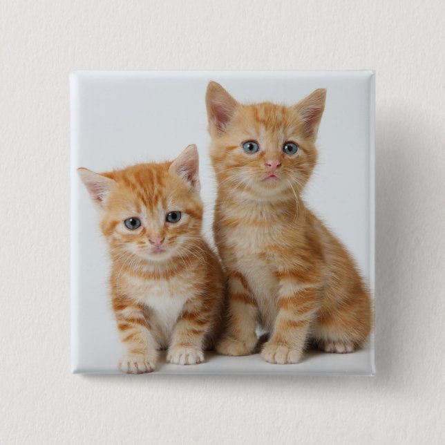 Two Adorable Kittens 2 Inch Square Button (Front)