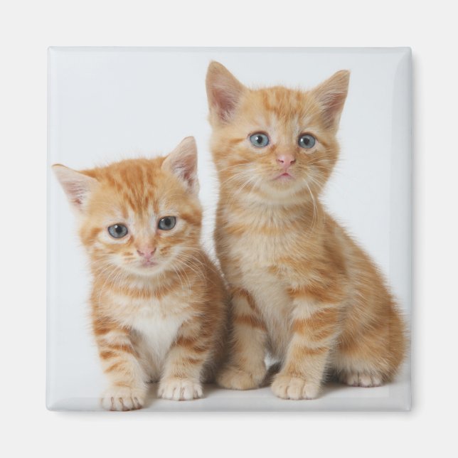 Two Adorable Kittens Magnet (Front)