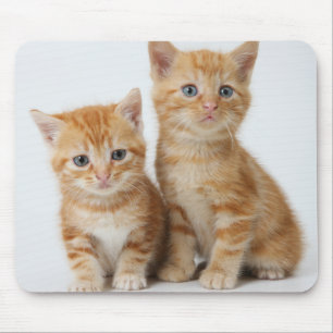 Two Adorable Kittens Mouse Pad