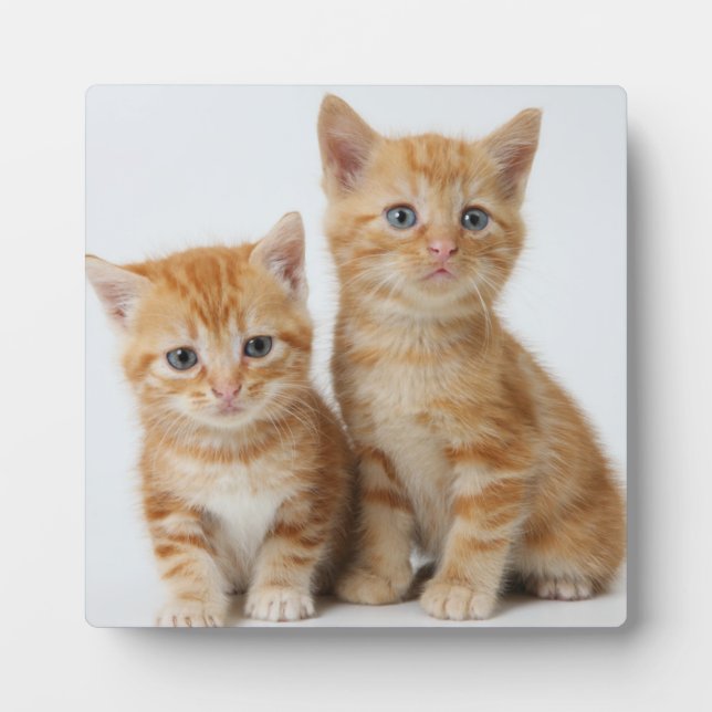 Two Adorable Kittens Plaque (Front)