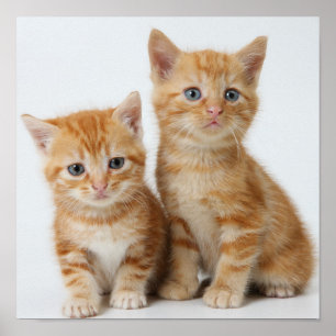 Two Adorable Kittens Poster