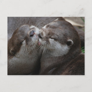 Two Adorable Otters Postcard