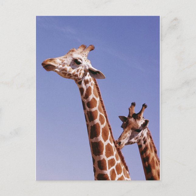Two Affectionate Giraffes Postcard (Front)