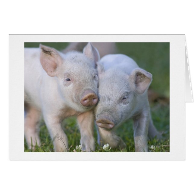 Two Affectionate White  Piglets (Front Horizontal)