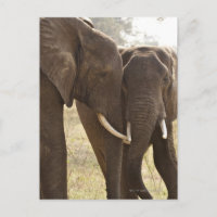 Two African Bush Elephants (Loxodonta Africana)