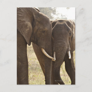 Two African Bush Elephants (Loxodonta Africana) Postcard