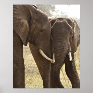 Two African Bush Elephants (Loxodonta Africana) Poster