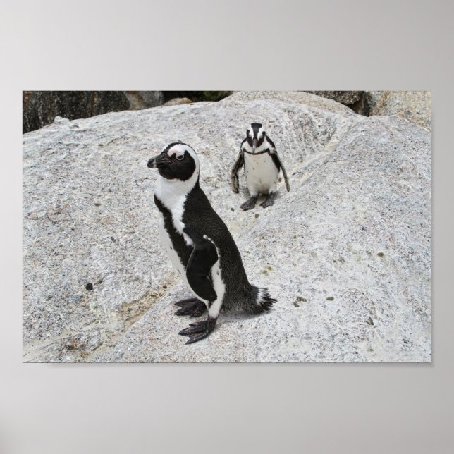Two African Penguins, Boulders Beach, South Africa Poster (Front)