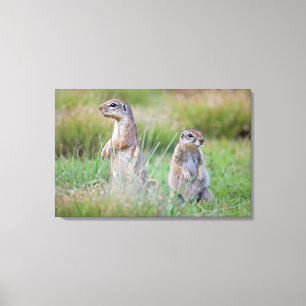 Two alert Ground Squirrels, Jamestown District, Canvas Print