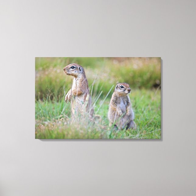 Two alert Ground Squirrels, Jamestown District, Canvas Print (Front)