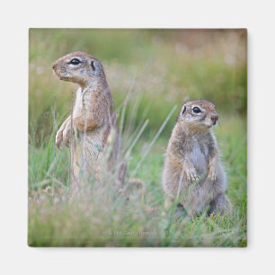 Two alert Ground Squirrels, Jamestown District, Magnet