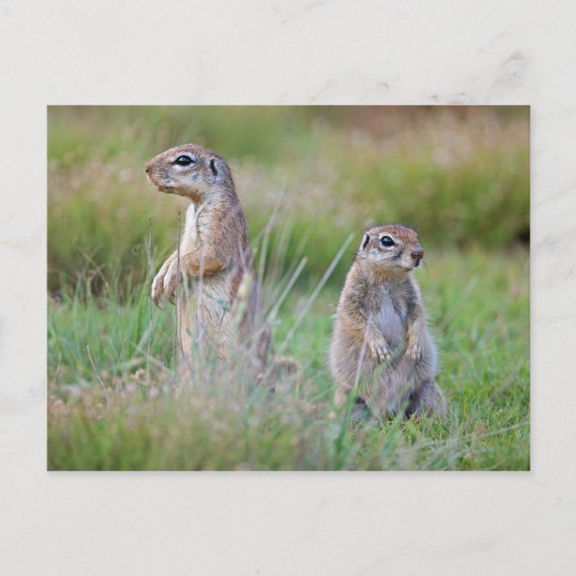 Two alert Ground Squirrels, Jamestown District, Postcard (Front)