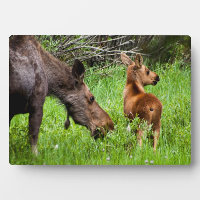 Two Alert Moose Mother And Baby Plaque (Front)