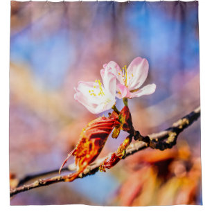 Two Amazing Sakura Flowers. Pink, Blue Background
