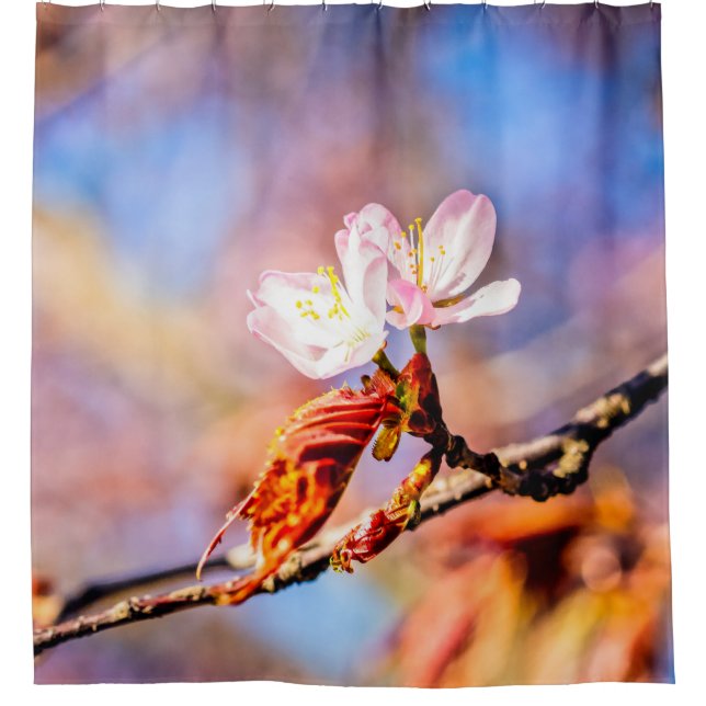Two Amazing Sakura Flowers. Pink, Blue Background (Front)