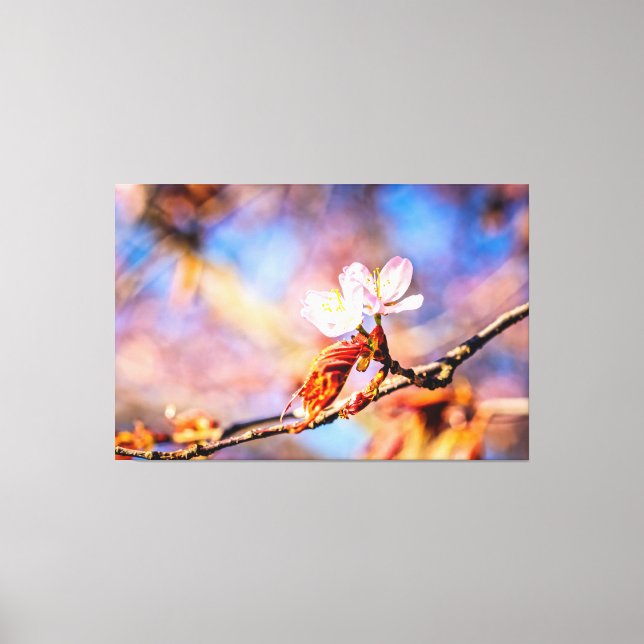 Two Amazing Sakura Flowers. Pink, Blue Background Canvas Print (Front)