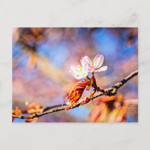 Two Amazing Sakura Flowers. Pink, Blue Background Postcard
