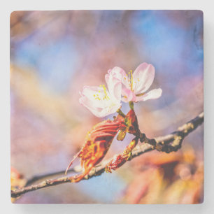 Two Amazing Sakura Flowers. Pink, Blue Background Stone Coaster